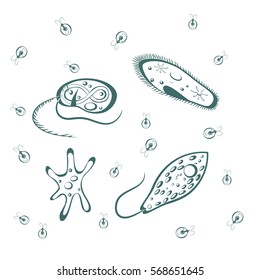 Unicellular schemes set - algae , amoeba, euglena , paramecium caudatum . Vector .