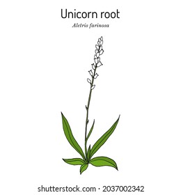 Unicorn root, or crow corn (Aletris farinosa), medicinal plant. Hand drawn botanical vector illustration