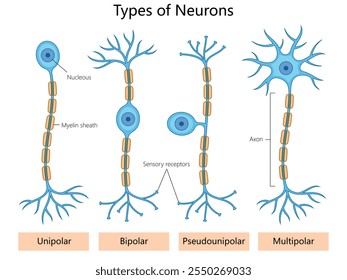 neuronas unipolares, bipolares, pseudounipolares y multipolares. Axones, dendritas y vainas de mielina diagraman la Ilustración vectorial esquemática dibujada a mano. Ilustración educativa de ciencia médica