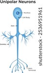 Unipolar Neurons Anatomy Vector Illustration