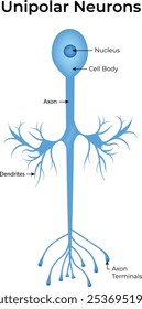 Unipolar Neurons Anatomy Vector Illustration