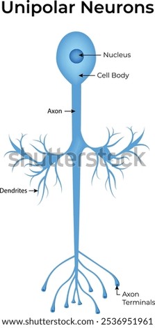 Unipolar Neurons Anatomy Vector Illustration