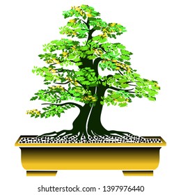 Unique and beautiful Bonsai Tree