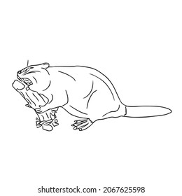 unique beaver line art,line drawing ,vector art,sketch outline