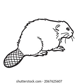 Unique Beaver Line Artline Drawing Vector Stock Vector (Royalty Free ...