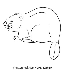 Unique Beaver Line Artline Drawing Vector Stock Vector (Royalty Free ...