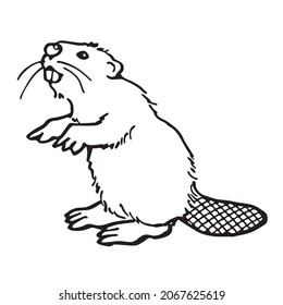 Unique Beaver Line Art,line Drawing ,vector Art,sketch Outline