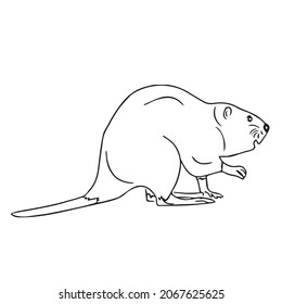 Unique Beaver Line Art,line Drawing ,vector Art,sketch Outline