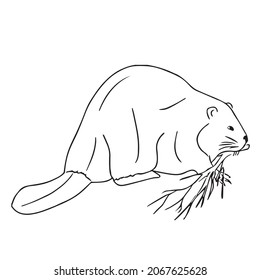 Unique Beaver Line Art,line Drawing ,vector Art,sketch Outline