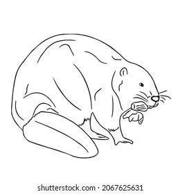 Unique Beaver Line Art,line Drawing ,vector Art,sketch Outline