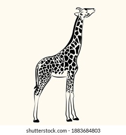 Unique black and white vector Giraffe stencil art. Can be used for any purpose.