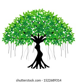 A unique bonsai tree forms a sexy woman with green leaves on a white background