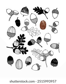 Unique collection of hand-drawn acorns and oak leaves, featuring intricate patterns with a mix of dark and light shading.