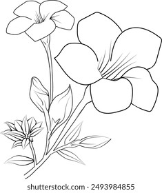 Unique flower coloring pages, Hand-drawn vector illustration of a garden variety of  Allamanda and outline illustration, Allamanda Flowers Wall Decor, Allamanda art print