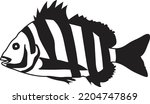  Unique and Fresh sheepshead fish vector