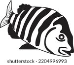   Unique and fresh sheepshead fish vector illustration