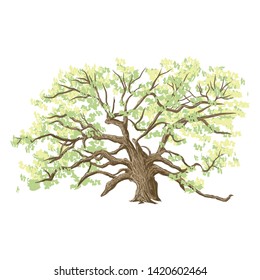 Unique live angle oak tree