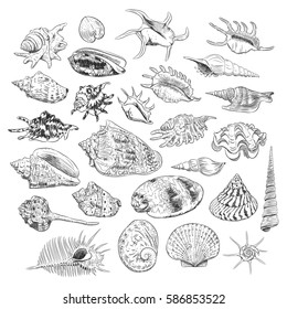 Unique museum collection of sea shells rare endangered species, molluscs Gastropoda Bivalvia Venus comb murex Corculum cardissa Tridacna squamosa Muricidae black contour on white background. Vector