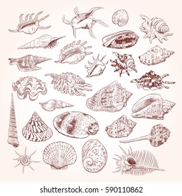 Unique museum collection of sea shells rare endangered species, molluscs Gastropoda Bivalvia Venus comb murex Corculum cardissa Tridacna squamosa Muricidae Brown contour on white background. Vector 