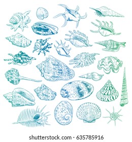 Unique museum collection of sea shells rare endangered species, molluscs Bivalvia Venus comb murex Corculum cardissa Tridacna squamosa Muricidae blue green contour on white background. Vector 