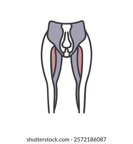 Unique Quadriceps Femoris Muscle Anatomy Graphic