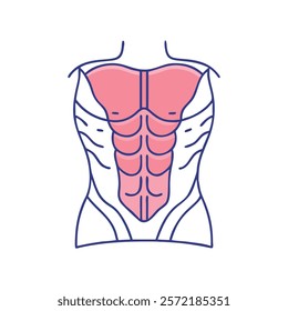 Unique Rectus Abdominis Anatomy Vector Design