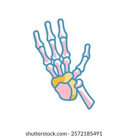 Unique Scaphoid Bone Anatomy Vector Illustration