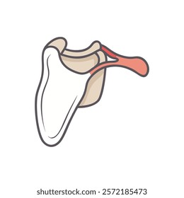 Unique Scapula Anatomy Vector Design