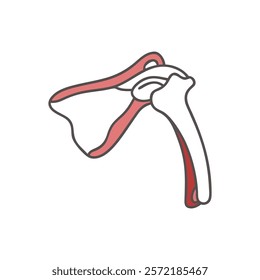 Unique Scapula Anatomy Vector Icon Design