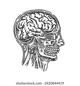 Unique sketch illustration of human head organs in vintage drawing style