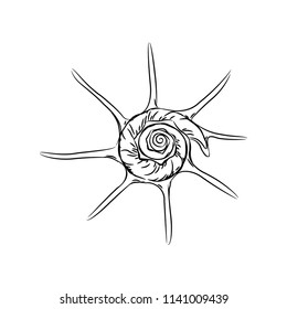 Unique star sea shells Harpago is a genus of sea snails, marine gastropod mollusks in the family Strombidae. Sketch black contour on white background. Vector