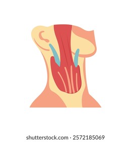 Unique Sternocleidomastoid Anatomy Vector Icon