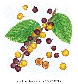 unique style illustration of dye fig. Scientific name Ficus tinctoria isolated in white background. 
