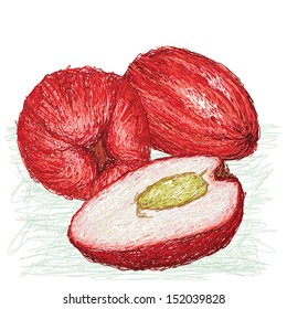 unique style illustration of exotic fruit malay apple. Scientific name syzygium malaccense isolated in white background. 