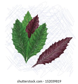 unique style illustration of exotic vegetable leaves okinawa spinach. Scientific name Gynura crepioides isolated in white background. 