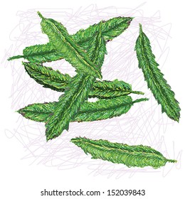 unique style illustration of exotic vegetable winged beans. Scientific name Psophocarpus tetragonolobus isolated in white background. 