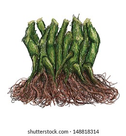 unique style illustration of kava roots. Scientific name piper methysticum isolated in whtie background. 