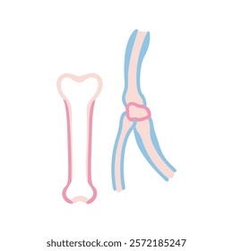 Unique Styloid Process Ulna Anatomy Vector Design