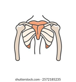 Unique Subscapular Fossa Anatomy Vector Icon