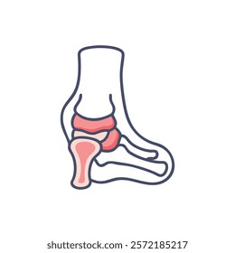 Unique Talus Anatomy Vector Design