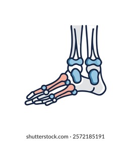 Unique Tarsal Bones Anatomy Vector Illustration