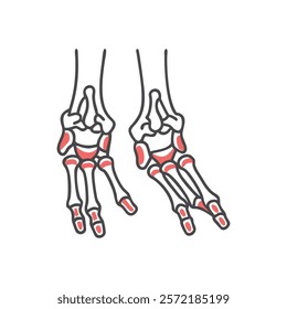 Unique Tarsal Bones Anatomy Vector Illustration