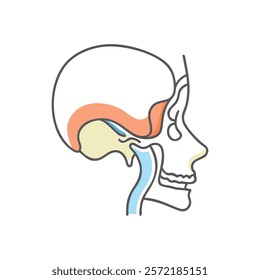 Unique Temporomandibular Joint Anatomy Vector Design