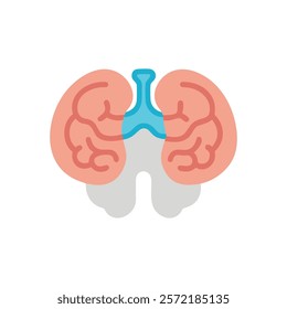 Unique Thalamus Anatomy Vector Illustration