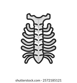 Unique Thoracic Vertebrae Anatomy Vector Design