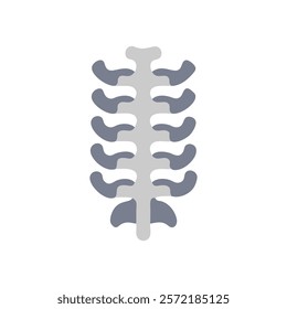 Unique Thoracic Vertebrae Anatomy Vector Illustration