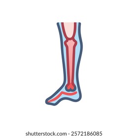 Unique Tibia Anatomy Vector Design