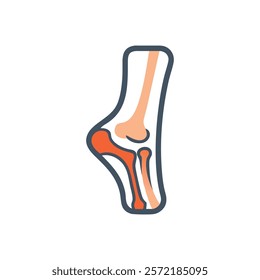 Unique Tibia Anatomy Vector Illustration