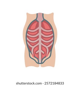 Unique Transverse Abdominis Muscle Anatomy Vector Design