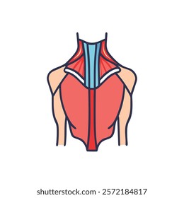 Unique Trapezius Muscle Anatomy Vector Illustration